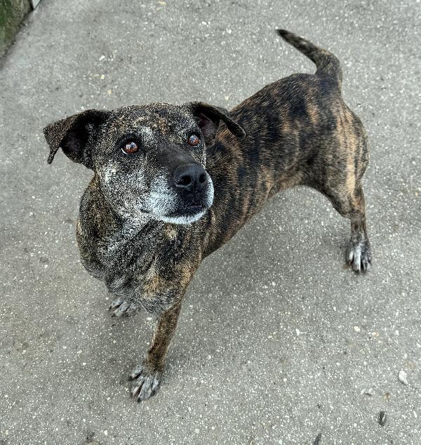 Anissa 7 anni Taglia media piccola  Foto 3