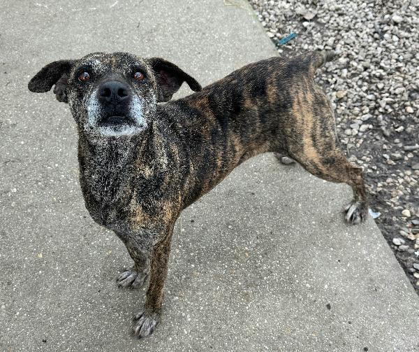 Anissa 7 anni Taglia media piccola  Foto 5