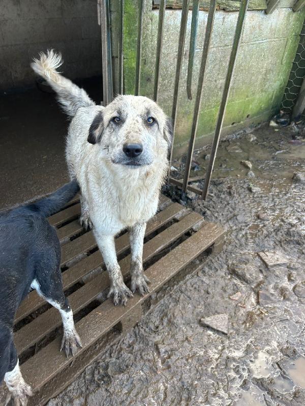 Gracy splendida giovanotta cerca casa  Foto 3