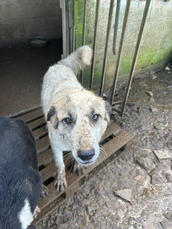 Gracy splendida giovanotta cerca casa  Foto 4