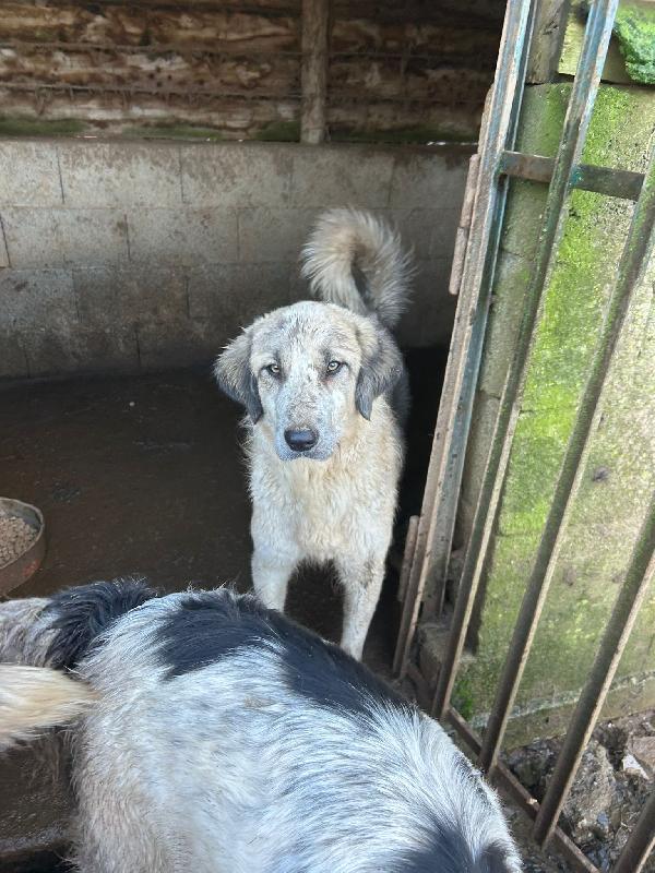 Gracy splendida giovanotta cerca casa  Foto 6