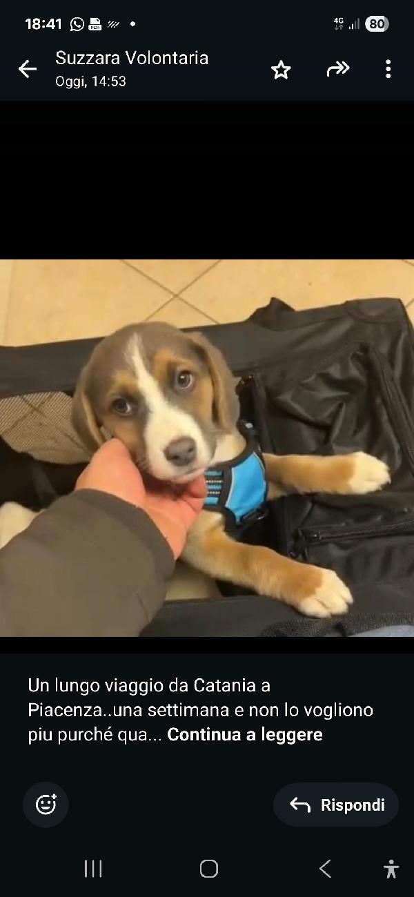 Cucciolo Mix Beagle Da Catania A Piacenza Urgr Casa