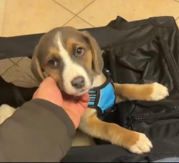 Cucciolo Mix Beagle Da Catania A Piacenza Urge Casa