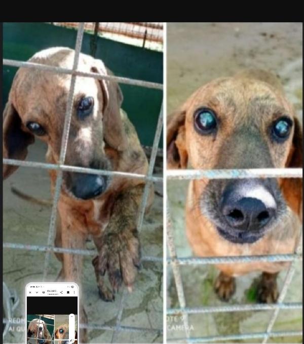 Mix Segugio Cieco( Xchè Non Curato In Canile) Lazio