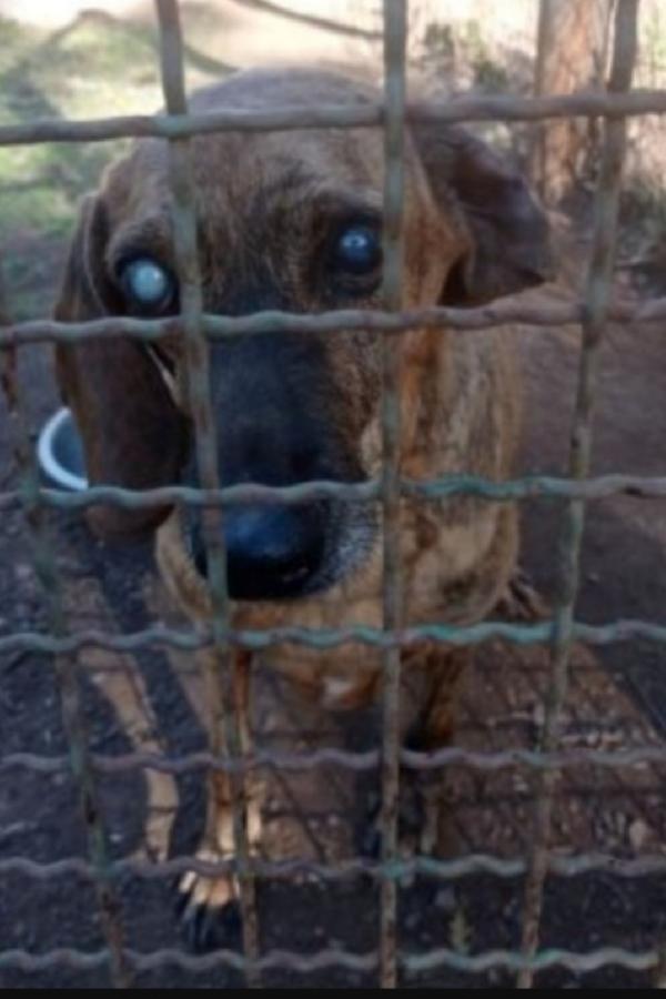 Mix Segugio CIECO( xchè non curato in canile) LAZIO Foto 2