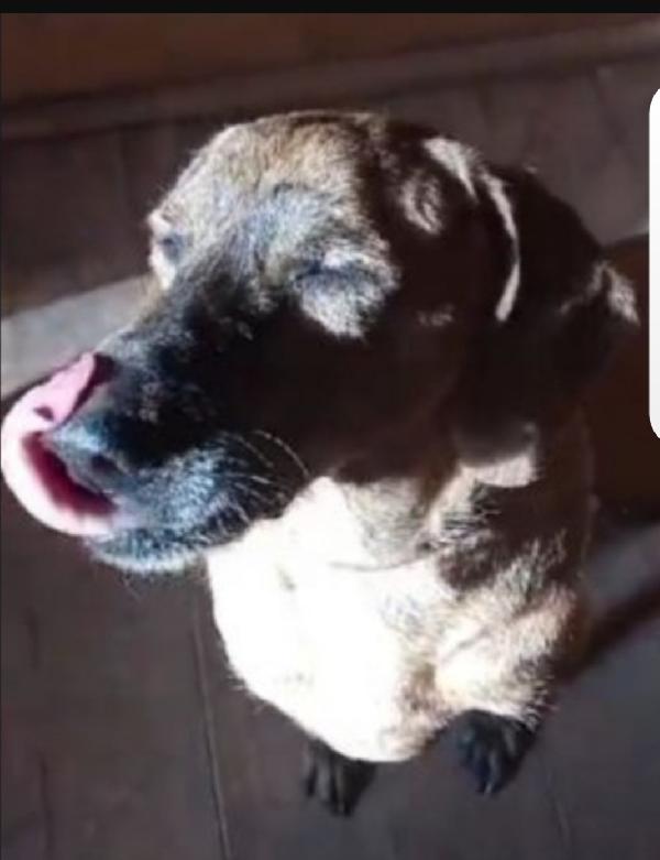 Mix Segugio CIECO( xchè non curato in canile) LAZIO Foto 4