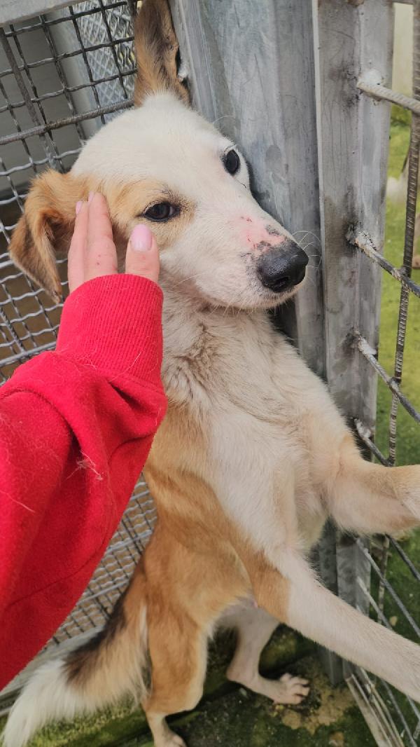 Gemma: dolce e sensibile  Foto 3