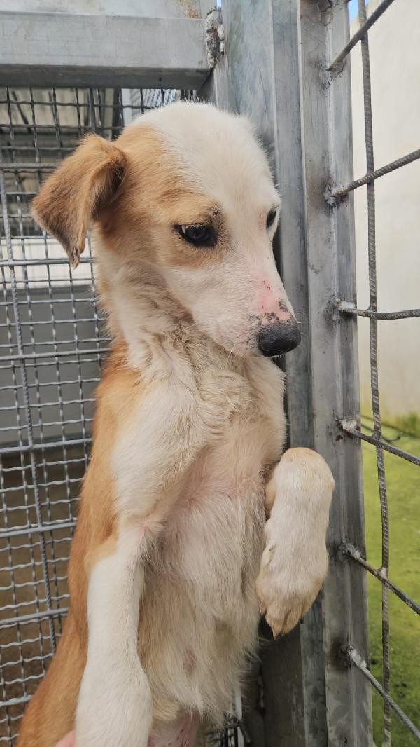 Gemma: dolce e sensibile  Foto 4