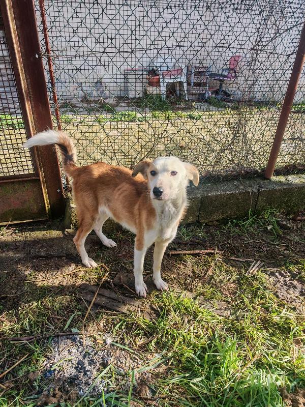 Gemma: dolce e sensibile  Foto 5