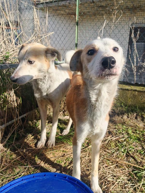 Gemma: dolce e sensibile  Foto 6