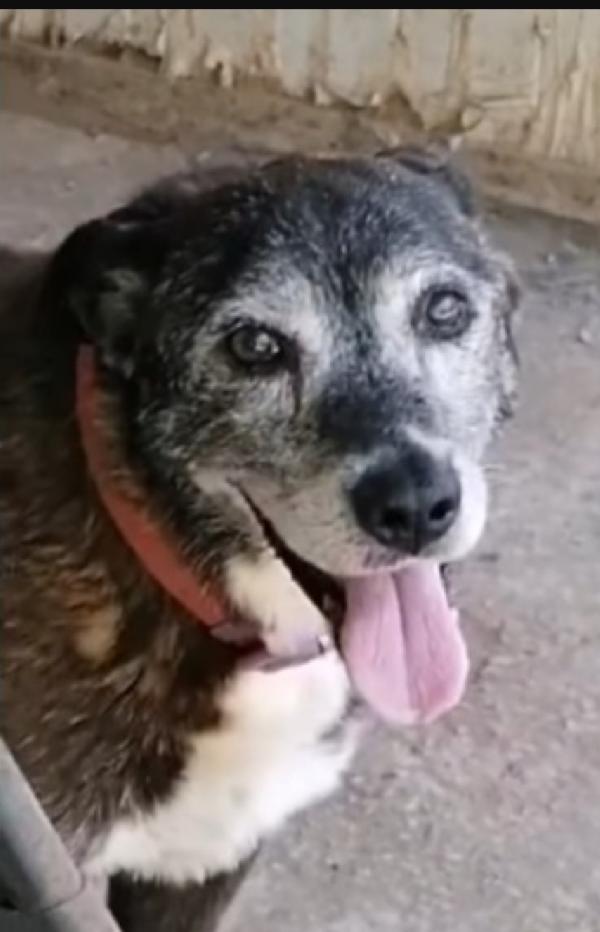 Lady 12/13Anni Deve Morire In Canile?? Napoli