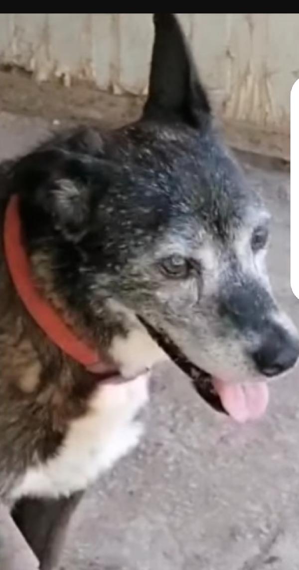 Lady 12/13anni DEVE MORIRE IN CANILE?? NAPOLI Foto 2