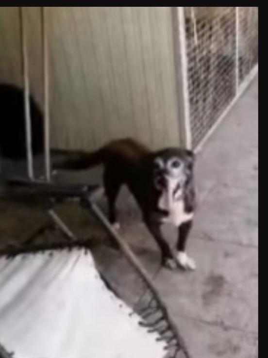 Lady 12/13anni DEVE MORIRE IN CANILE?? NAPOLI Foto 3