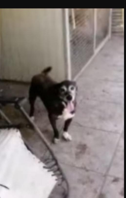 Lady 12/13anni DEVE MORIRE IN CANILE?? NAPOLI Foto 4