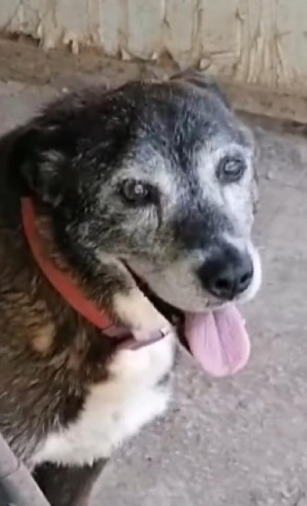 Lady 12/13anni DEVE MORIRE IN CANILE?? NAPOLI Foto 5