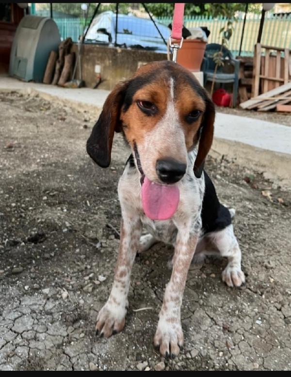 Mix Beagle 2Anni E 1/2 Aspetta Da Tanto. Sicilia