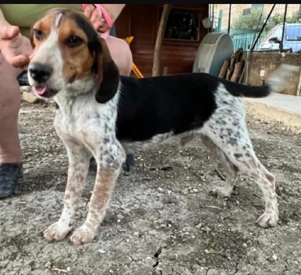Mix Beagle 2anni e 1/2 aspetta da tanto. SICILIA Foto 2