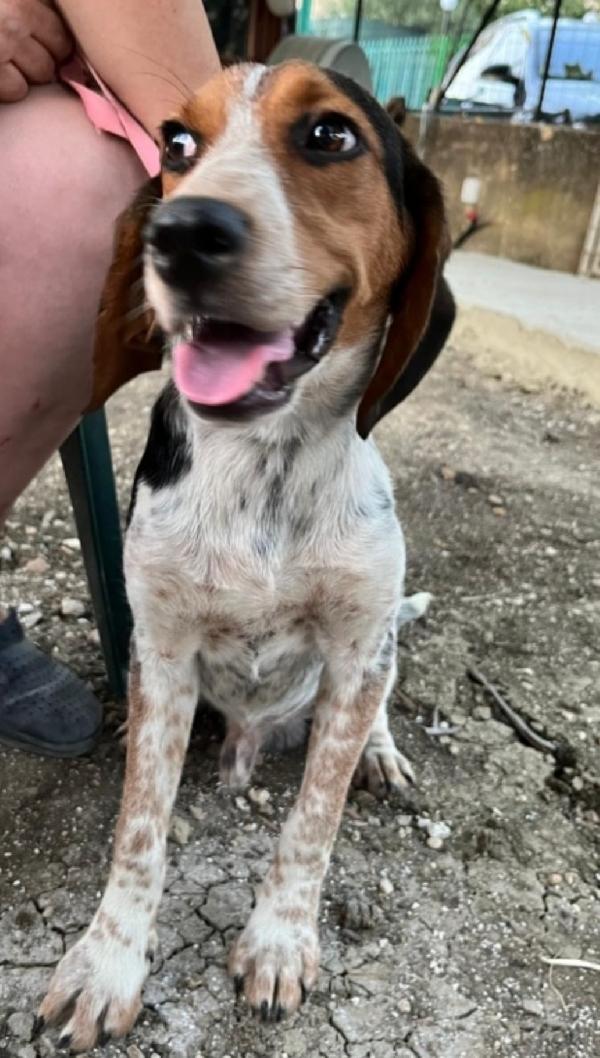 Mix Beagle 2anni e 1/2 aspetta da tanto. SICILIA Foto 3