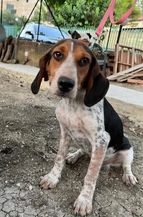 Mix Beagle 2anni e 1/2 aspetta da tanto. SICILIA Foto 4