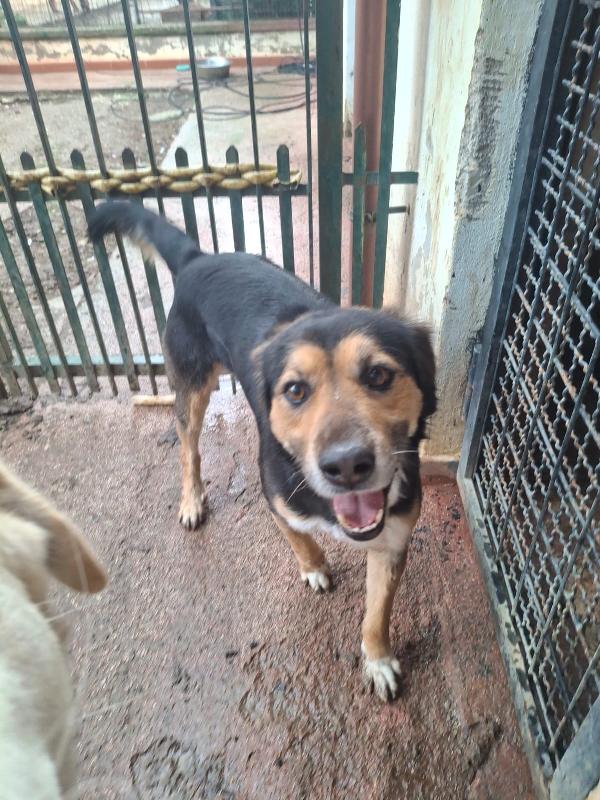 Gigio: 2 anni, socievole, equilibrato Foto 11