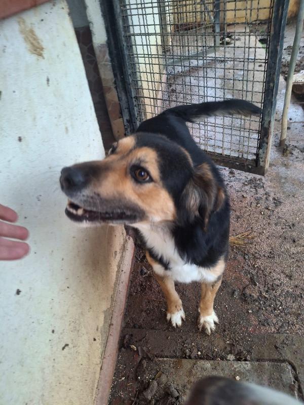 Gigio: 2 anni, socievole, equilibrato Foto 12