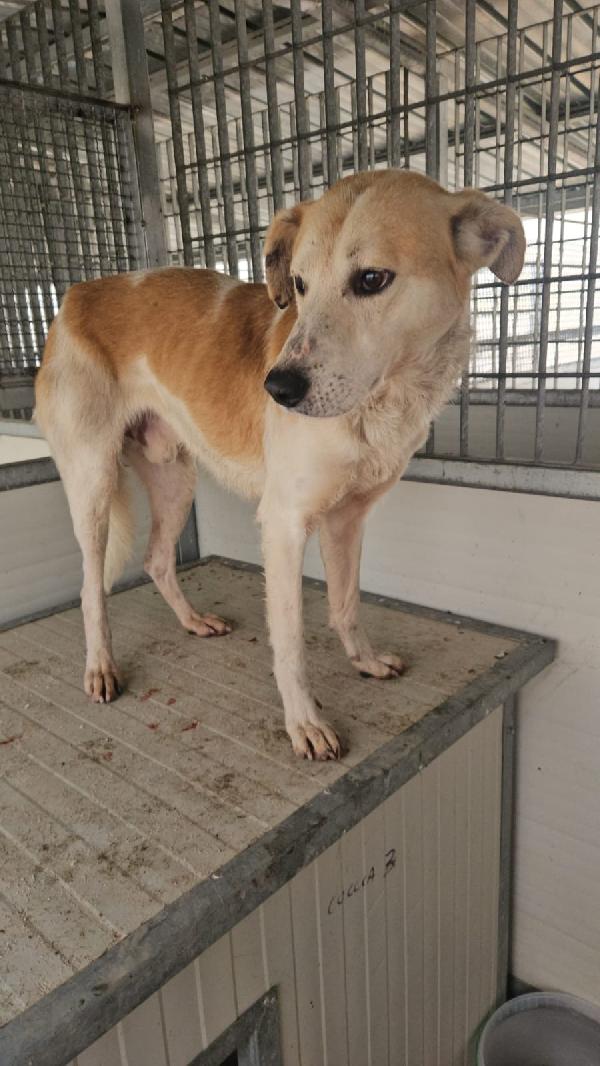 Gerry: Equilibrato, Docile, Socievole 