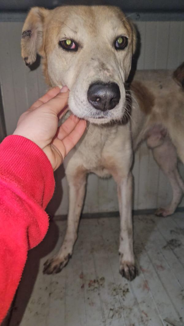 Gerry: equilibrato, docile, socievole  Foto 3