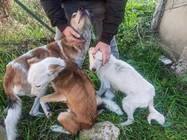 Gerry: equilibrato, docile, socievole  Foto 5