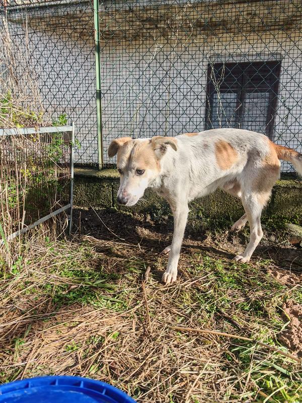 Gerry: equilibrato, docile, socievole  Foto 6