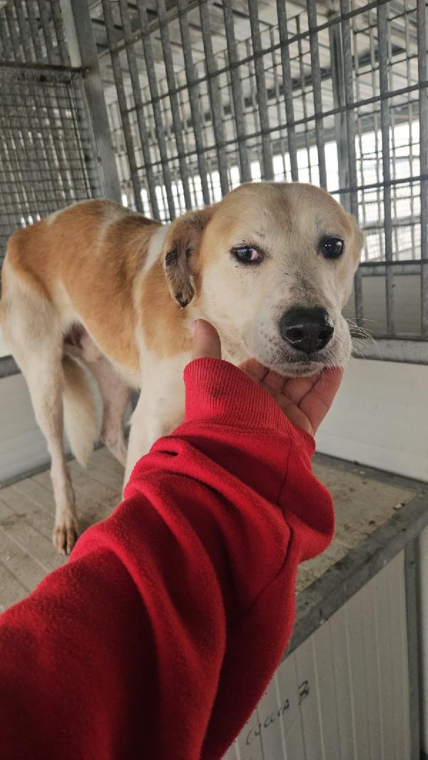 Gerry: equilibrato, docile, socievole  Foto 7