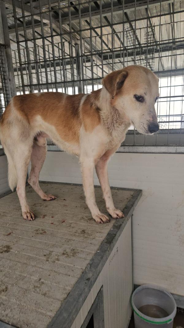 Gerry: equilibrato, docile, socievole  Foto 8