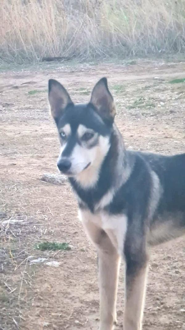 Sky Un Tenero Husky In Adozione 