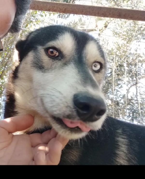 Sky un tenero Husky in adozione  Foto 3