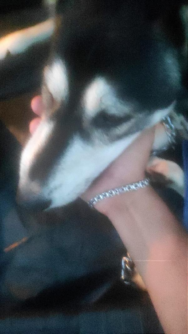 Sky un tenero Husky in adozione  Foto 4