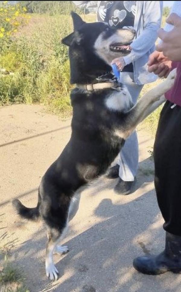 Sky un tenero Husky in adozione  Foto 6