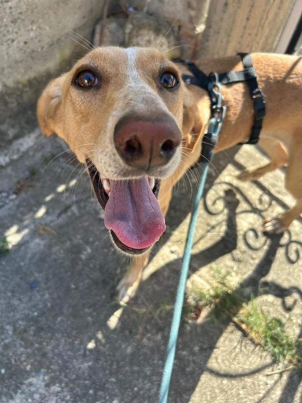 Rosy Meravigliosa Dolce Simil Segugio Cerca Famiglia 