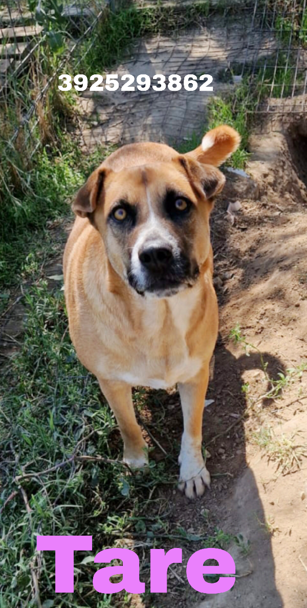 Tare dolcissima cagnolina cerca casa Foto 2