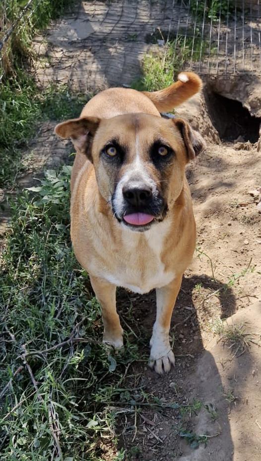 Tare dolcissima cagnolina cerca casa Foto 4
