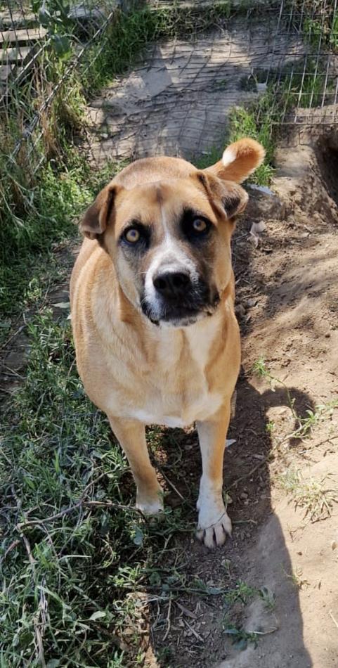 Tare dolcissima cagnolina cerca casa Foto 5