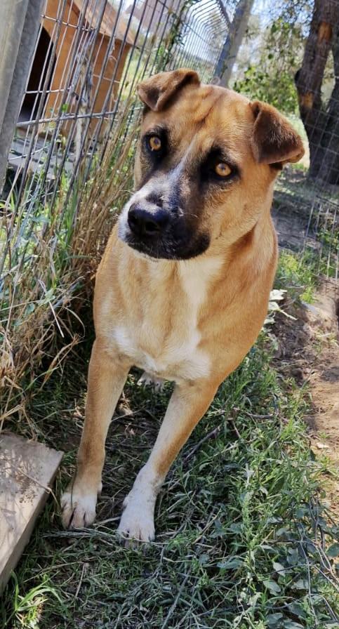 Tare dolcissima cagnolina cerca casa Foto 6