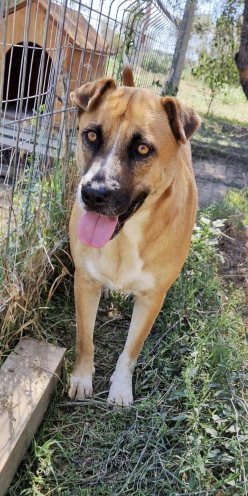 Tare dolcissima cagnolina cerca casa Foto 7