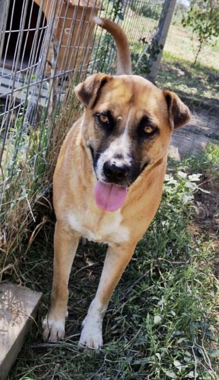 Tare dolcissima cagnolina cerca casa Foto 8