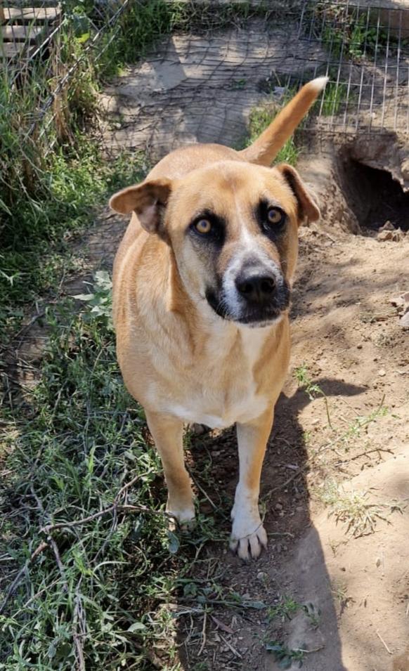 Tare dolcissima cagnolina cerca casa Foto 9
