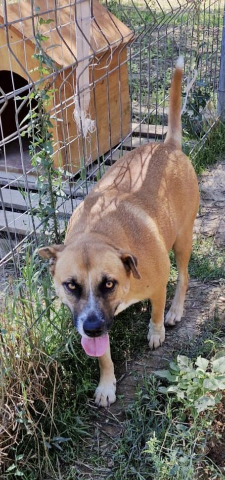 Tare dolcissima cagnolina cerca casa Foto 10