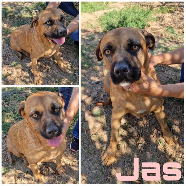 Jas Una Dolce Cagnolina In Adozione Attende Di Essere Scelta 