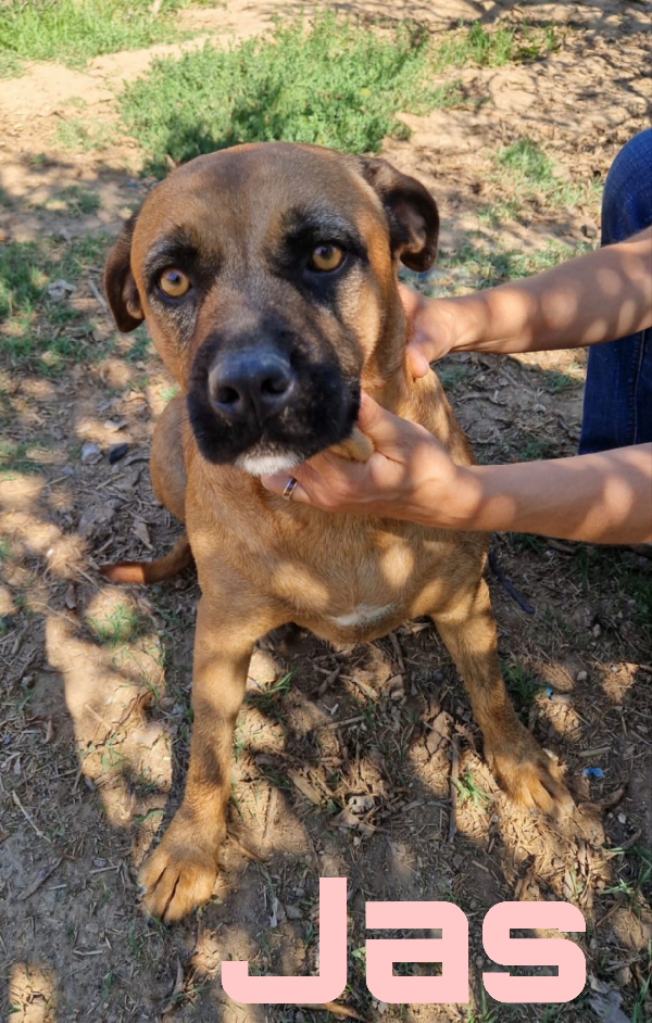 Jas una dolce cagnolina in adozione attende di essere scelta  Foto 2
