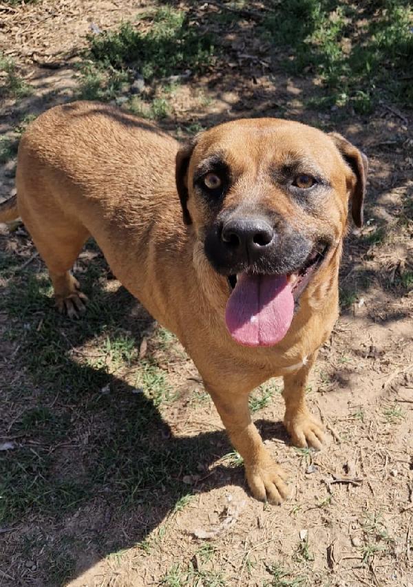 Jas una dolce cagnolina in adozione attende di essere scelta  Foto 3