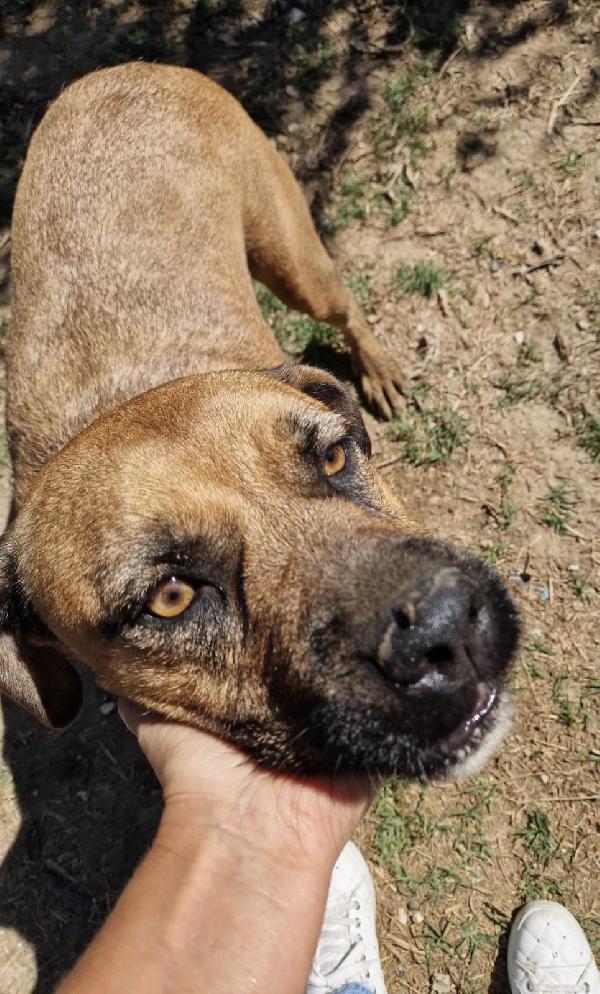 Jas una dolce cagnolina in adozione attende di essere scelta  Foto 4