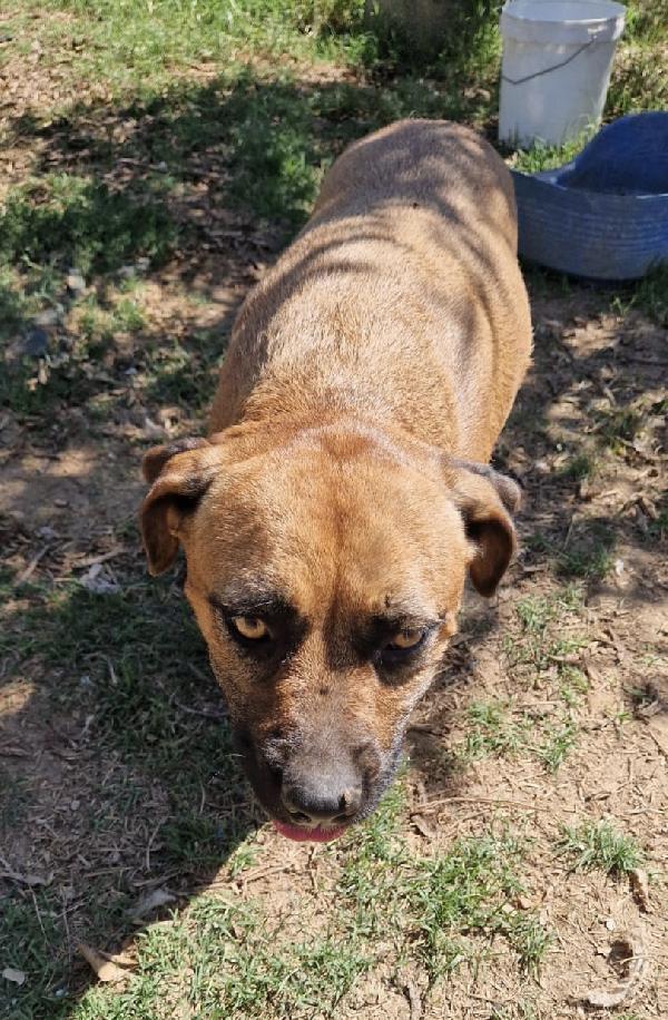 Jas una dolce cagnolina in adozione attende di essere scelta  Foto 6