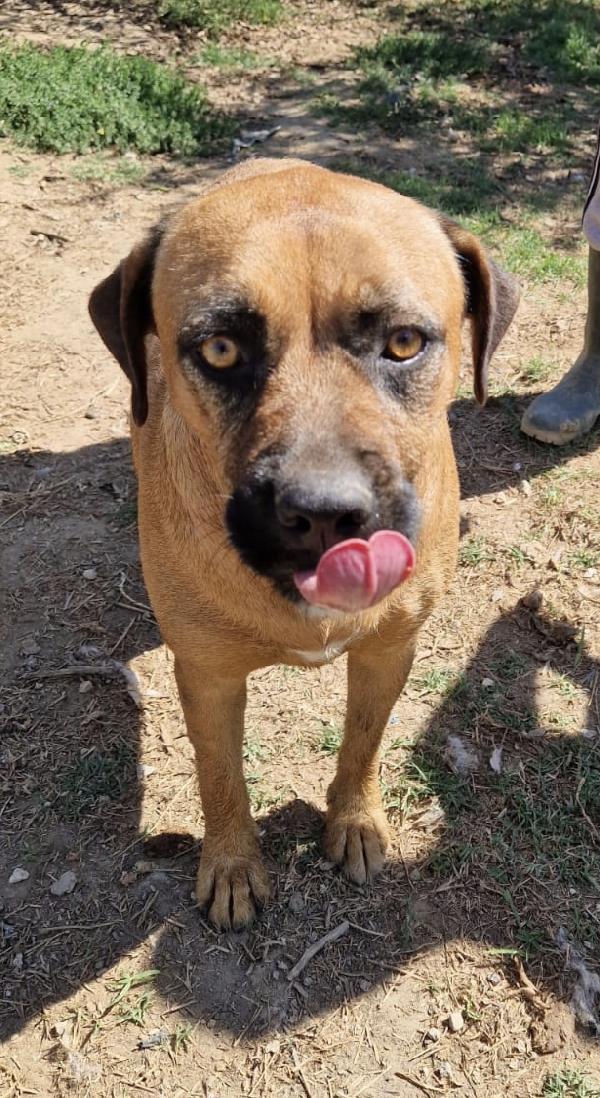 Jas una dolce cagnolina in adozione attende di essere scelta  Foto 7